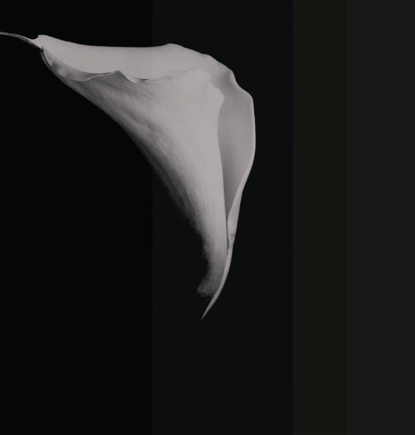 Обои Calla