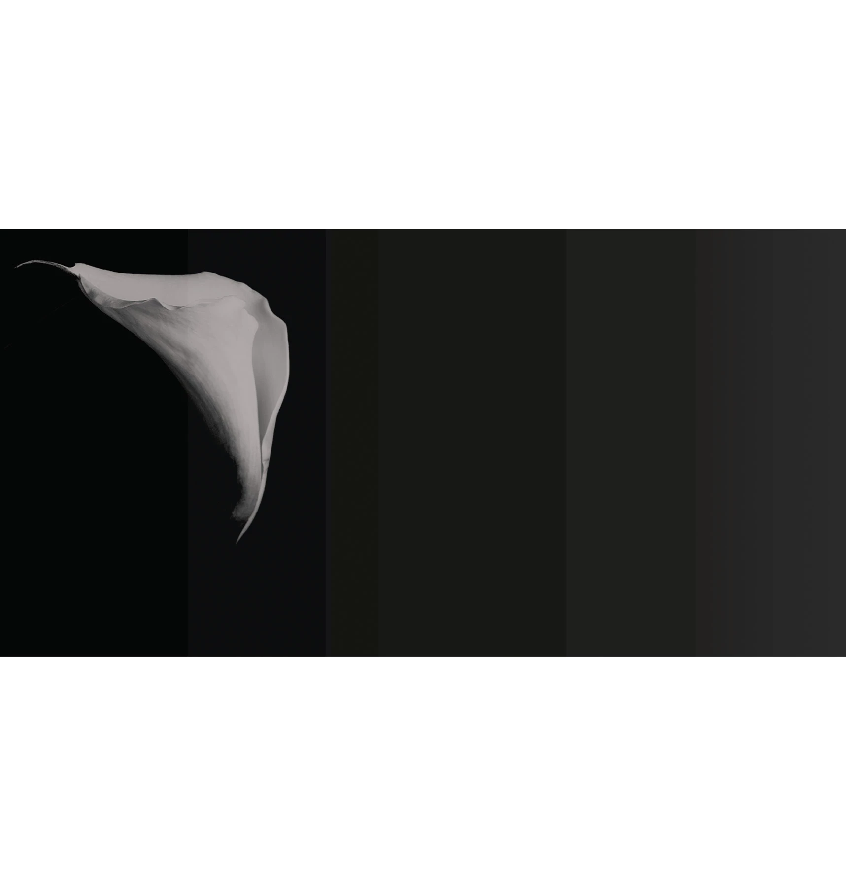 Обои Calla