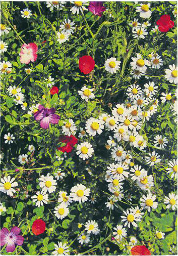 Килим Kaleidoscope Botanic