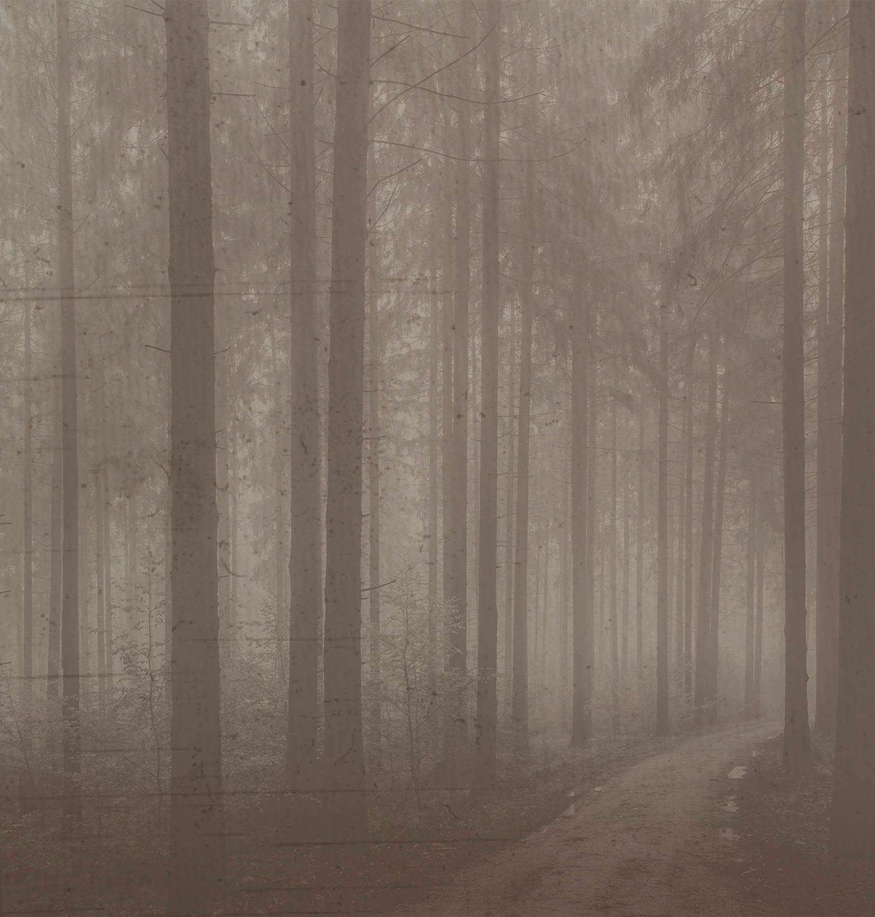 Обои Night Forest