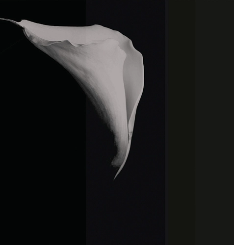Обои Calla