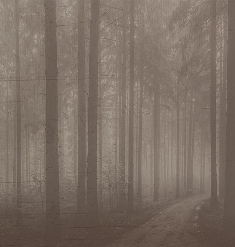Шпалери Night Forest